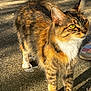 cat, tabby_cat, animal, pet, outdoor, sunlight, fur, yellow_eyes, side_view, standing, pavement, shadow, jeans, colorful_shoes, footwear, striped, mammal, whiskers, alert, daylight
