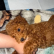 Teddy joined the competition — help win amazing prizes! puppy, dog, curly_hair, brown_dog, pet, blanket, hand, playing, cute, indoor, marshmallows, soft_texture, animal, fur, paw, lying_down, cuddly, toy, colorful, human_interaction