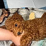 puppy, dog, curly_hair, brown_dog, pet, blanket, hand, playing, cute, indoor, marshmallows, soft_texture, animal, fur, paw, lying_down, cuddly, toy, colorful, human_interaction
