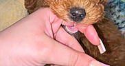 Teddy is registered to the contest to win money with this photo: blanket, brown_fur, closeup, cozy, curly_fur, cute, dog, fingers, hand, indoor, manicured_nails, nibble, pet, playful, plush_toy, puppy, resting, sleepy, soft_texture, young_dog