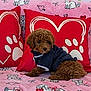 puppy, dog, brown, curly_fur, black_shirt, pink_blanket, cat_pattern, red_pillow, paw_print, heart_shape, cute, pet, indoor, cozy, resting, small_dog, fur, animal, comfort, decor
