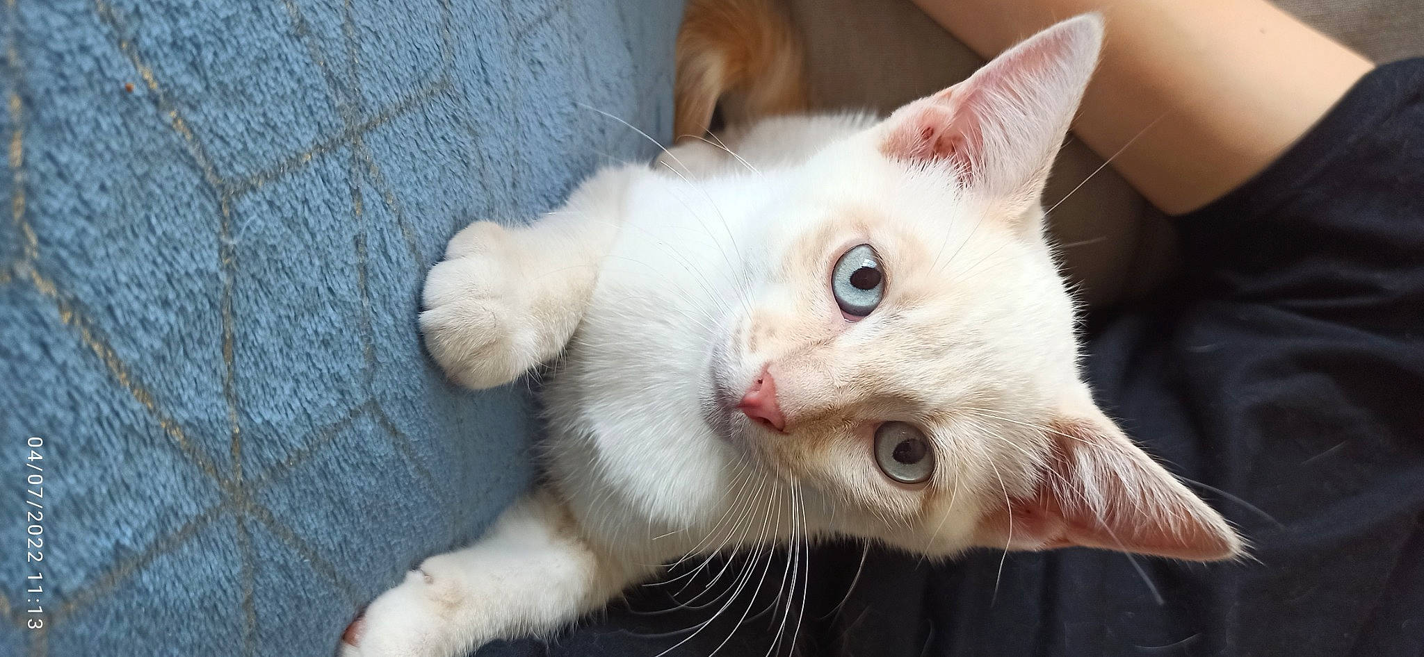 Galak participe au concours pour gagner de l'argent avec cette photo : carnivore, cat, claw, domestic_short_haired_cat, fang, fawn, felidae, fur, paw, small_to_medium_sized_cats, snout, tail, whiskers