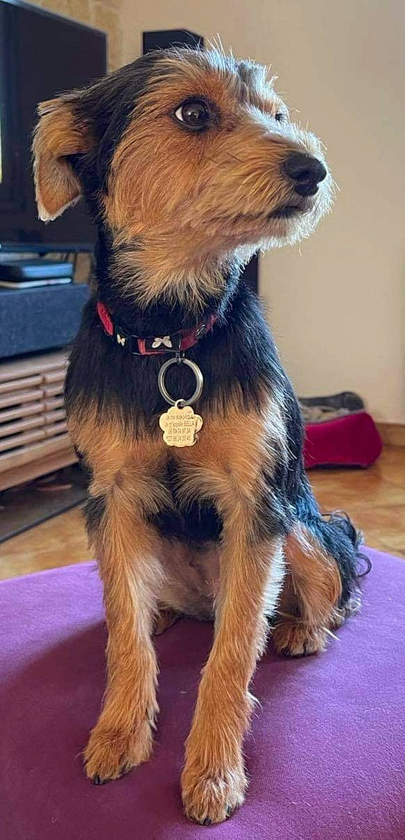 Bella participe au concours pour gagner de l'argent avec cette photo : airedale_terrier, canidae, carnivore, collar, companion_dog, dog, dog_breed, dog_collar, fashion_accessory, fawn, flooring, fur, leash, liver, pet_supply, snout, sporting_group, terrier, whiskers, working_animal