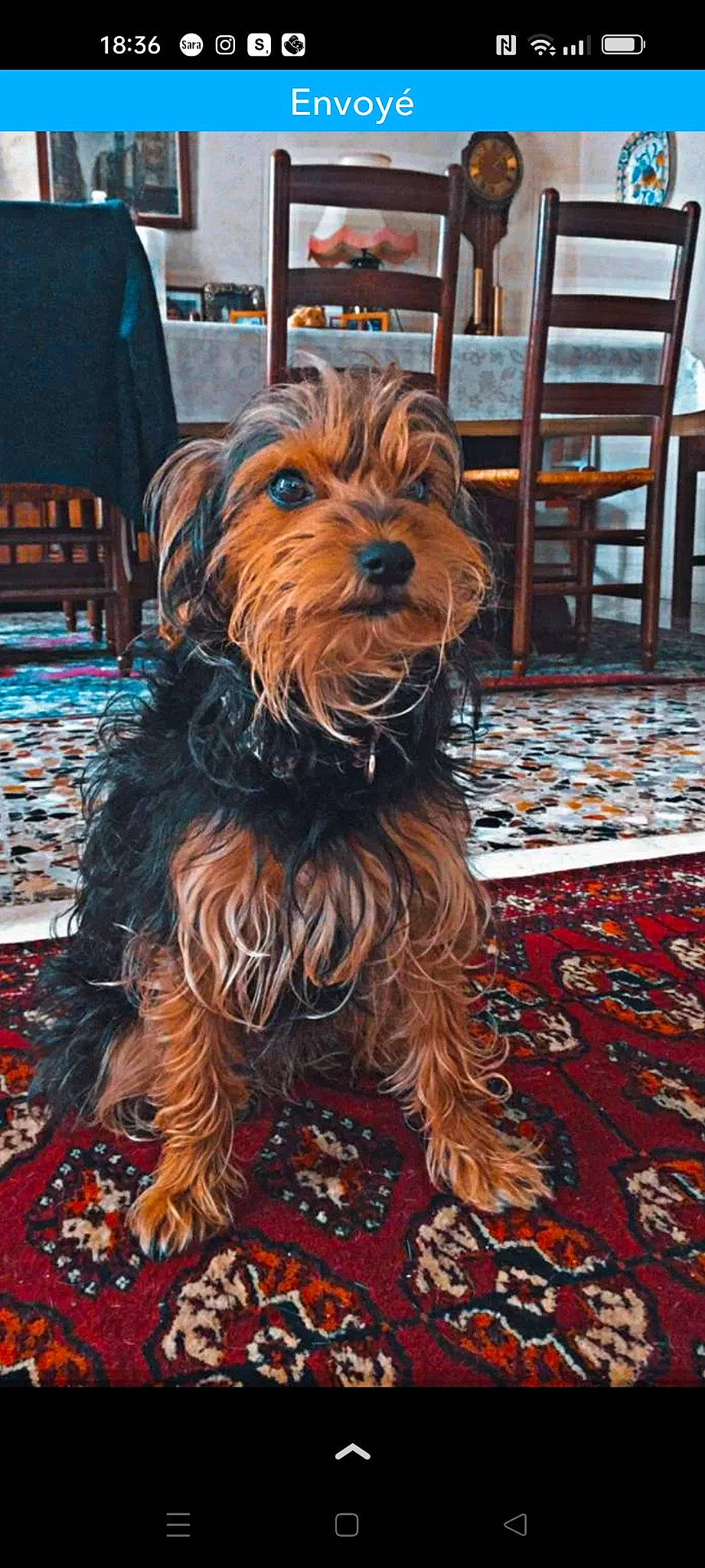 Bella a rejoint le concours — aidez-le/la à gagner de superbes lots ! canidae, carnivore, carpet, chair, companion_dog, dog, dog_breed, flooring, fur, hardwood, liver, small_terrier, sporting_group, terrier, toy_dog, wood, working_animal, working_dog, yorkshire_terrier