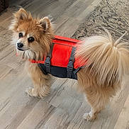Jewels is registered to the contest to win money with this photo: dog, pet, life_jacket, orange, fluffy, fur, indoor, floor, wooden_floor, rug, curious, standing, tail, ears, animal, companion, domestic, cute, small_dog, looking_back