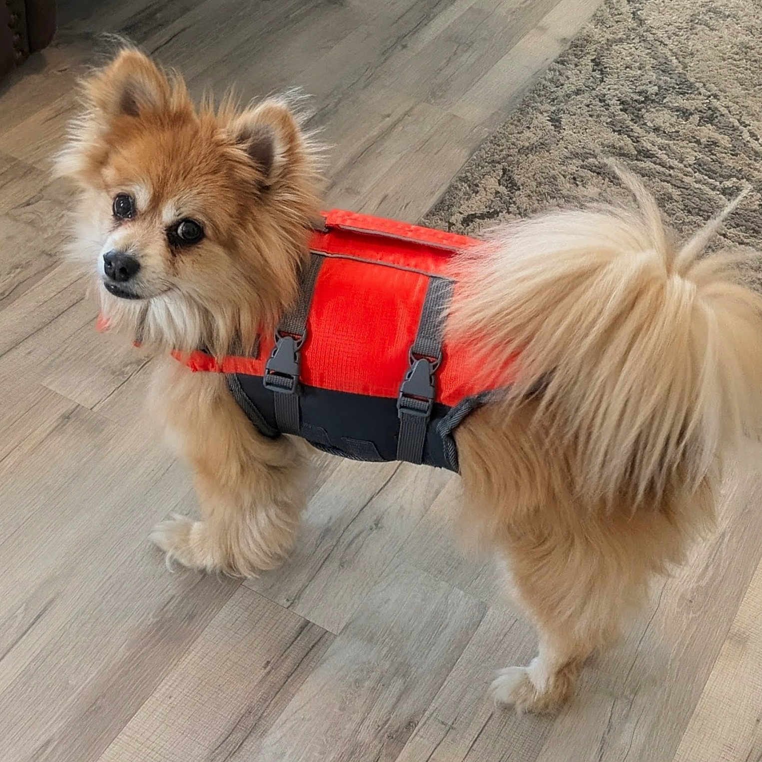 Jewels is registered to the contest to win money with this photo: animal, companion, curious, cute, dog, domestic, ears, floor, fluffy, fur, indoor, life_jacket, looking_back, orange, pet, rug, small_dog, standing, tail, wooden_floor
