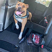 Buck is registered to the contest to win money with this photo: dog, vehicle_interior, car_seat, dog_harness, happy_dog, pet, black_dog, floor_mat, seatbelt, road_trip, animal, transport, car_window, daylight, leash, companion, canine, resting, pet_travel, inside_car