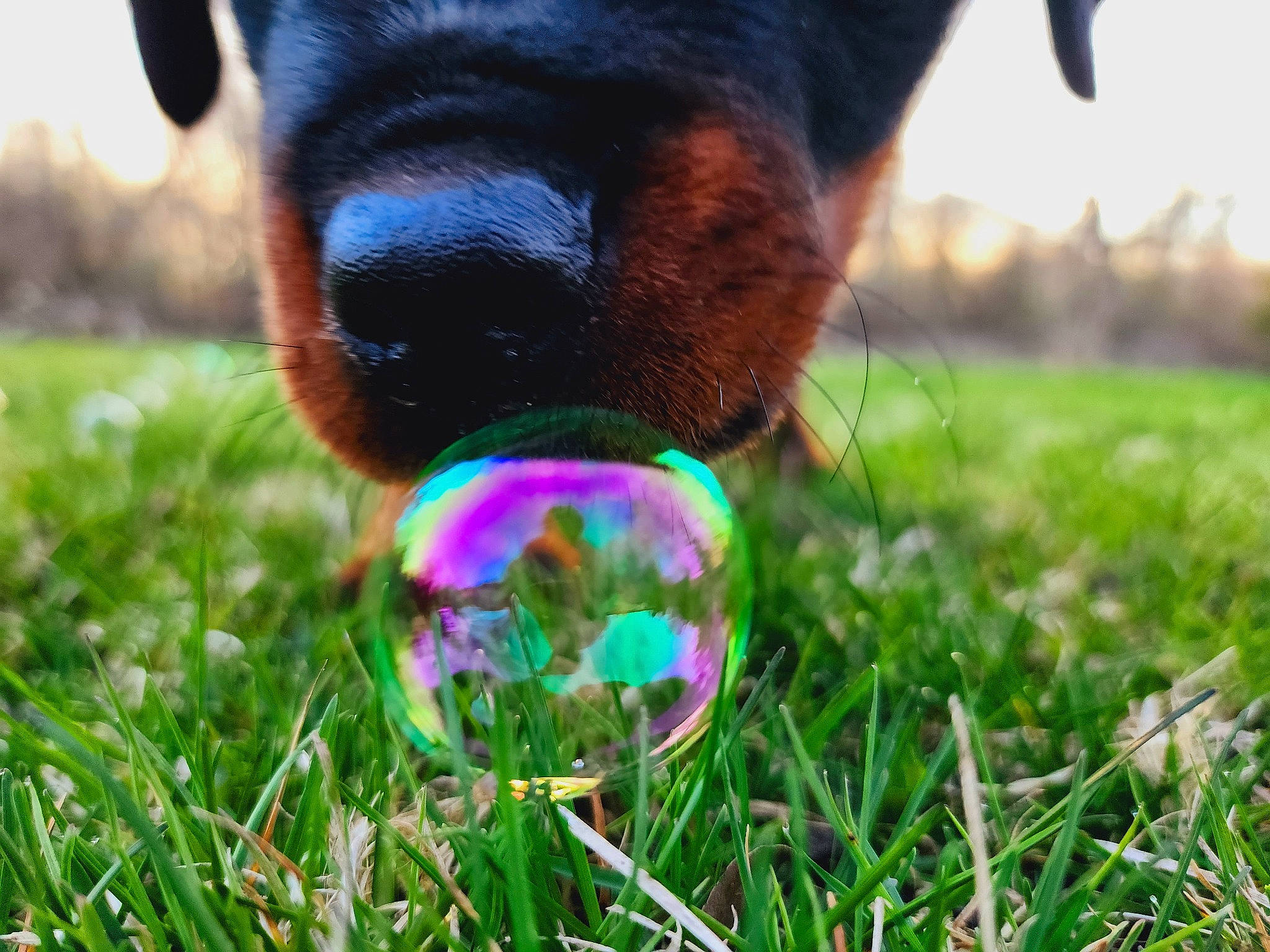 Brutus joined the competition — help win amazing prizes! carnivore, companion_dog, dog, dog_breed, electric_blue, fawn, grass, grass_family, grassland, human_leg, lawn, light, meadow, plant, snout, tail, terrestrial_animal, toy, whiskers, working_animal