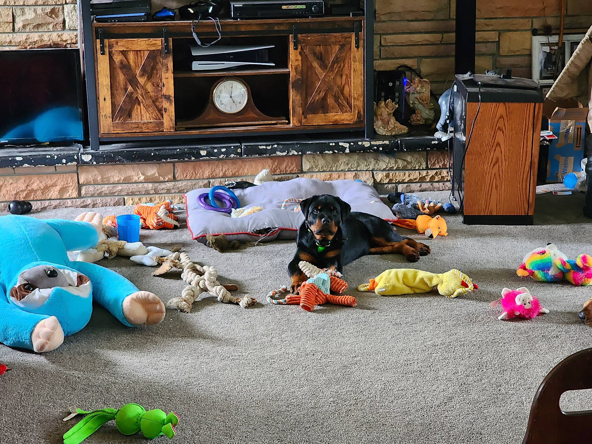 Brutus is registered to the contest to win money with this photo: asphalt, event, flooring, fun, games, grass, home_appliance, leisure, litter, plastic, road, road_surface, room, sidewalk, sitting, street, stuffed_toy, waste, wood