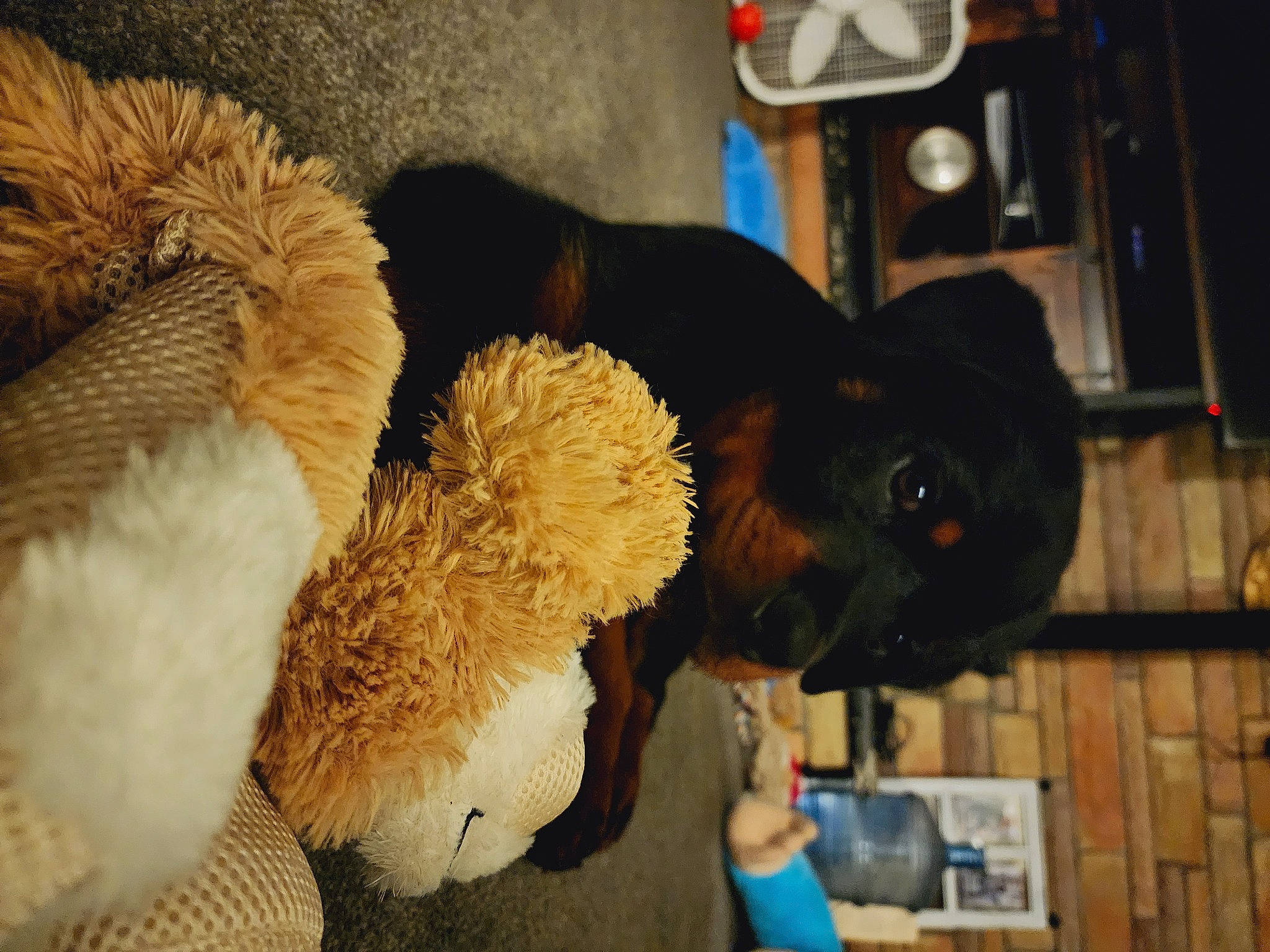 Brutus joined the competition — help win amazing prizes! bear, canidae, companion_dog, costume, dog_breed, fawn, fun, fur, fur_clothing, hat, mascot, plush, snout, sporting_group, stuffed_toy, sunglasses, teddy_bear, terrestrial_animal, toy, working_animal