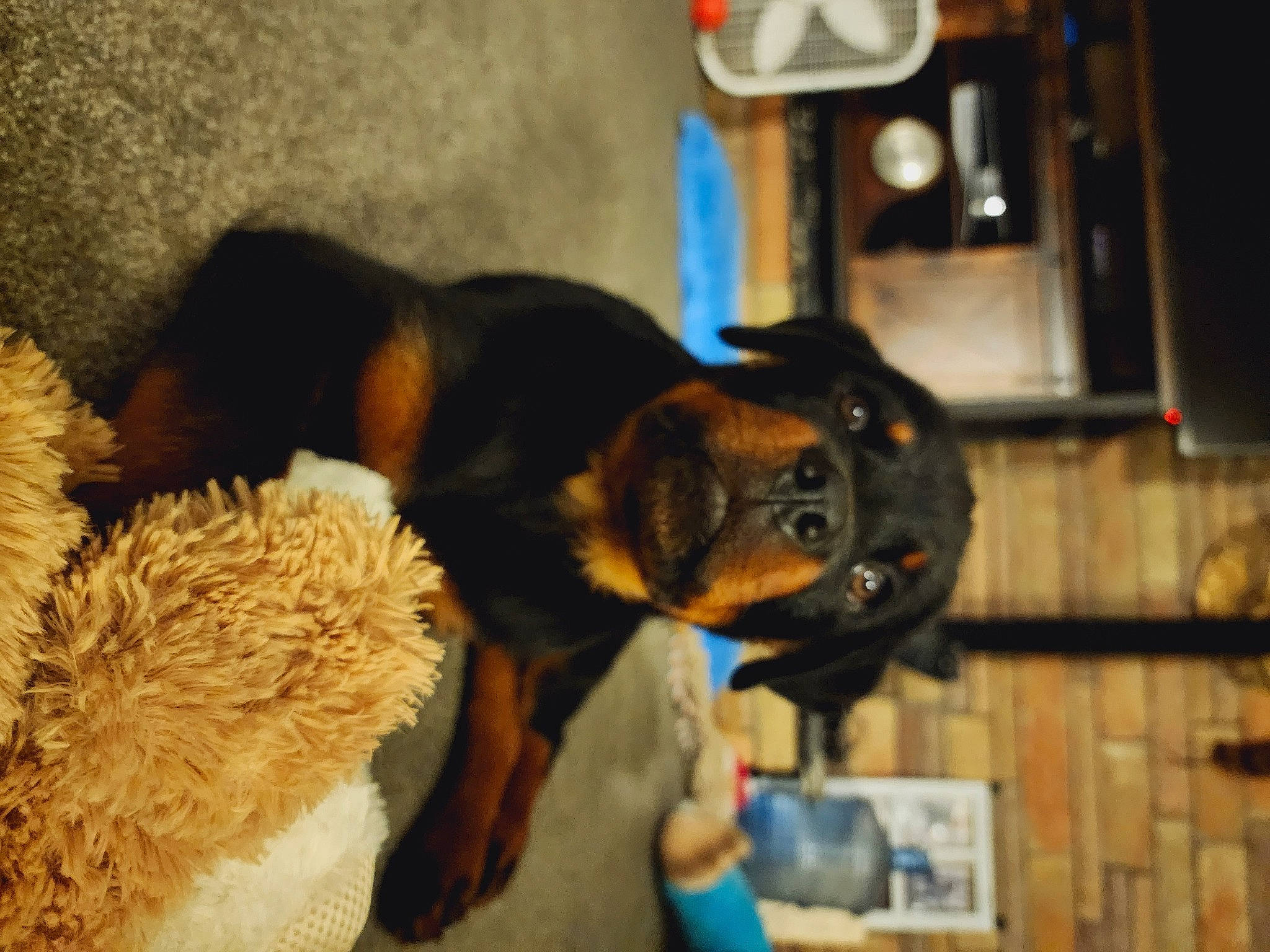 Brutus is registered to the contest to win money with this photo: canidae, carnivore, claw, collar, comfort, companion_dog, dog, dog_breed, ear, fawn, fur, mammal, paw, snout, sporting_group, tail, terrestrial_animal, whiskers, working_animal, working_dog