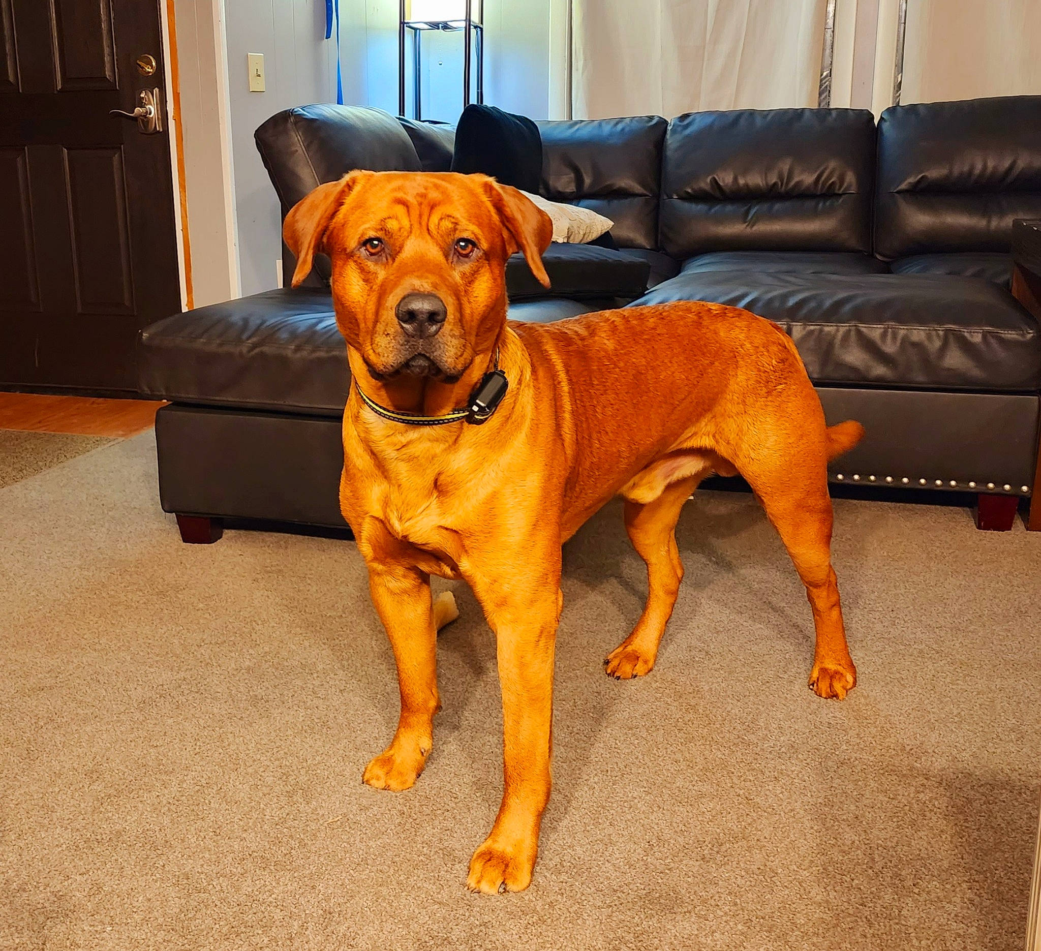 Boozer joined the competition — help win amazing prizes! canidae, carnivore, chair, collar, comfort, companion_dog, couch, dog, dog_breed, dog_collar, fawn, floor, flooring, furniture, hardwood, liver, snout, sporting_group, wood, working_animal