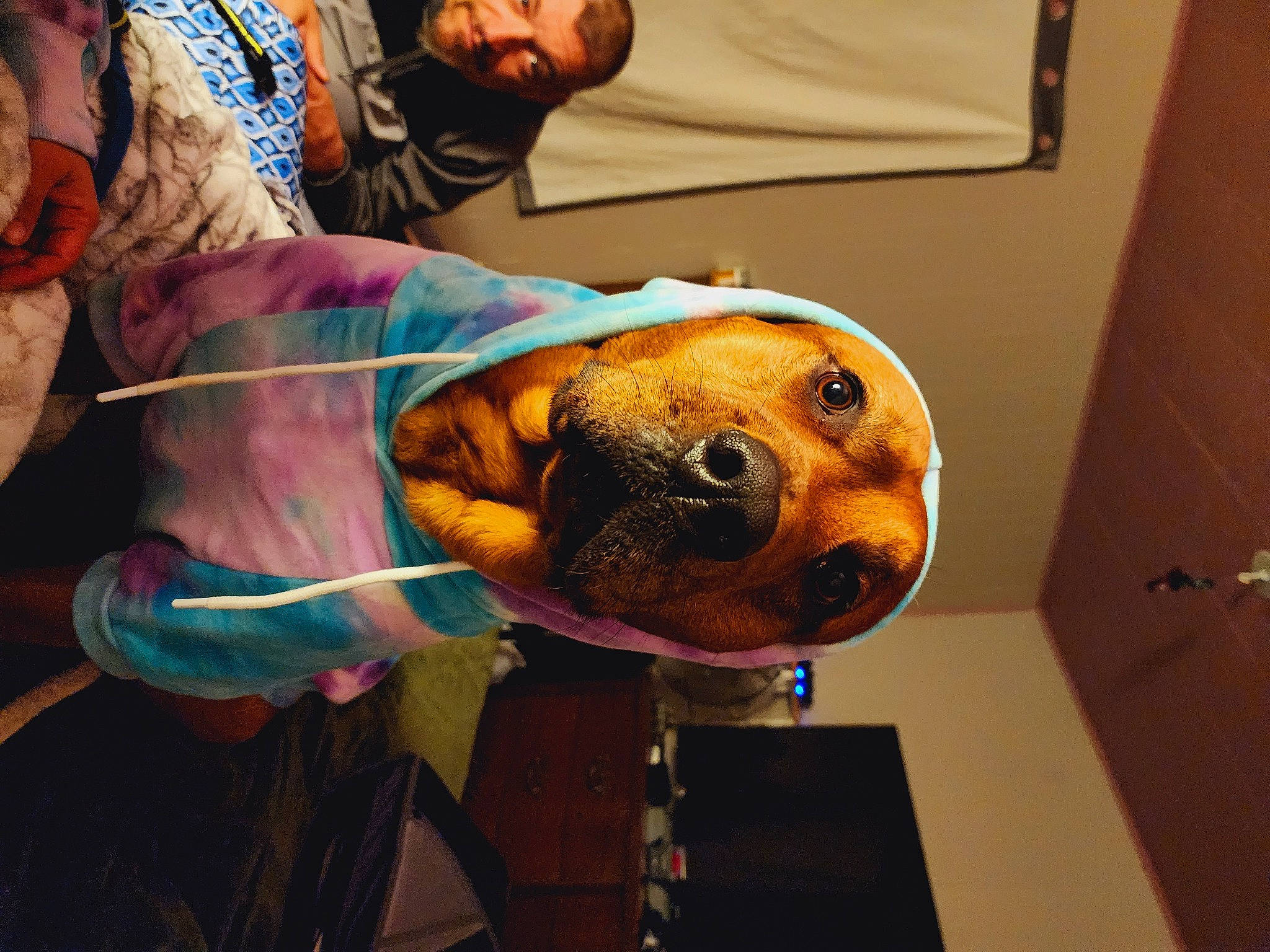 Boozer is registered to the contest to win money with this photo: canidae, carnivore, companion_dog, dog, dog_breed, event, fawn, fun, fur, hat, metal, personal_protective_equipment, selfie, skull, snout, sporting_group, working_animal