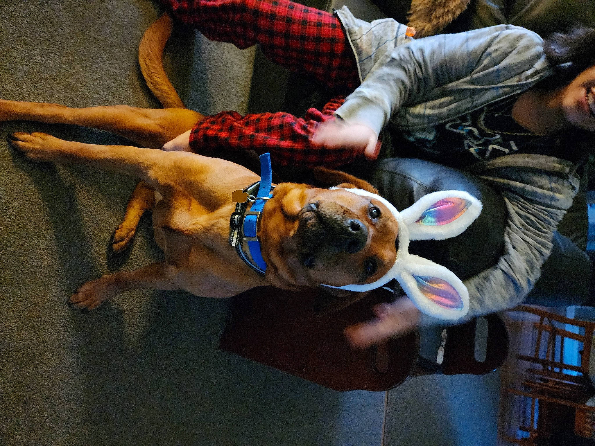 Boozer is registered to the contest to win money with this photo: canidae, carnivore, collar, companion_dog, dog, dog_breed, dog_collar, dog_supply, eyewear, fawn, fun, fur, human_leg, leash, pattern, snout, sporting_group, thigh, vertebrate, wrist