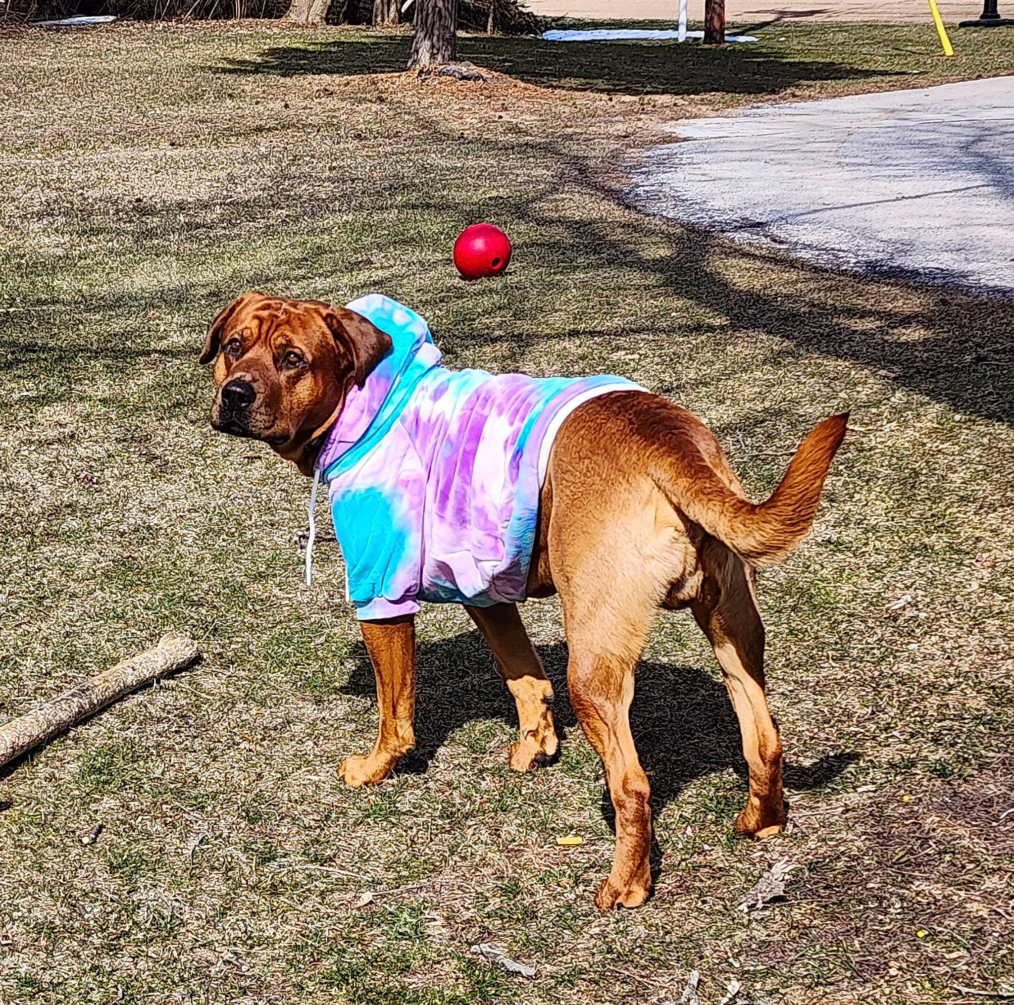 Boozer is registered to the contest to win money with this photo: carnivore, collar, companion_dog, dog, dog_breed, dog_collar, dog_supply, fashion_accessory, fawn, flower, hat, leash, liver, pet_supply, snout, sporting_group, tail, terrestrial_animal, working_animal, working_dog