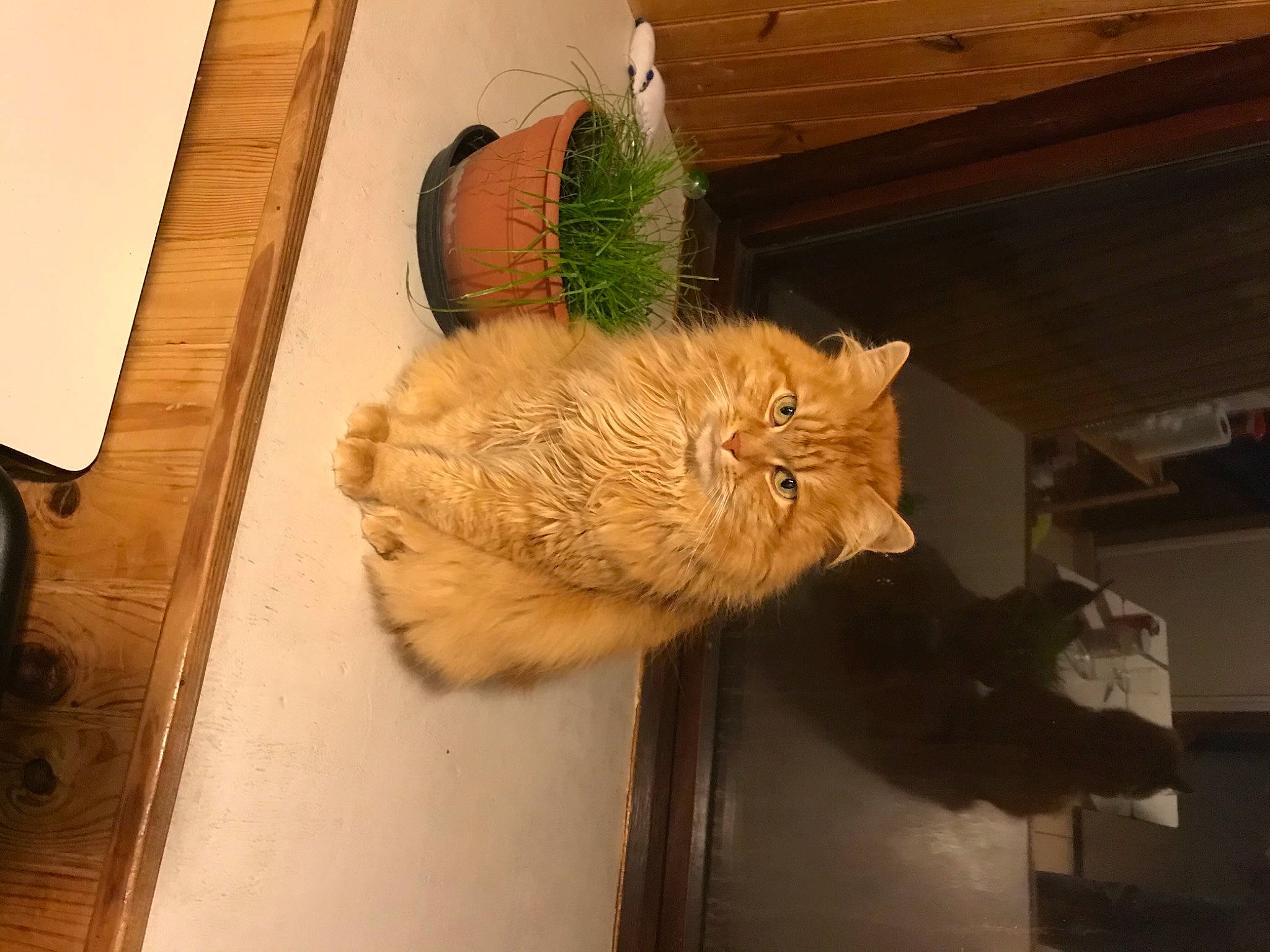 Mini a rejoint le concours — aidez-le/la à gagner de superbes lots ! carnivore, cat, chair, claw, domestic_short_haired_cat, fawn, felidae, flooring, fur, hardwood, house, room, small_to_medium_sized_cats, snout, tail, whiskers, wood, wood_stain