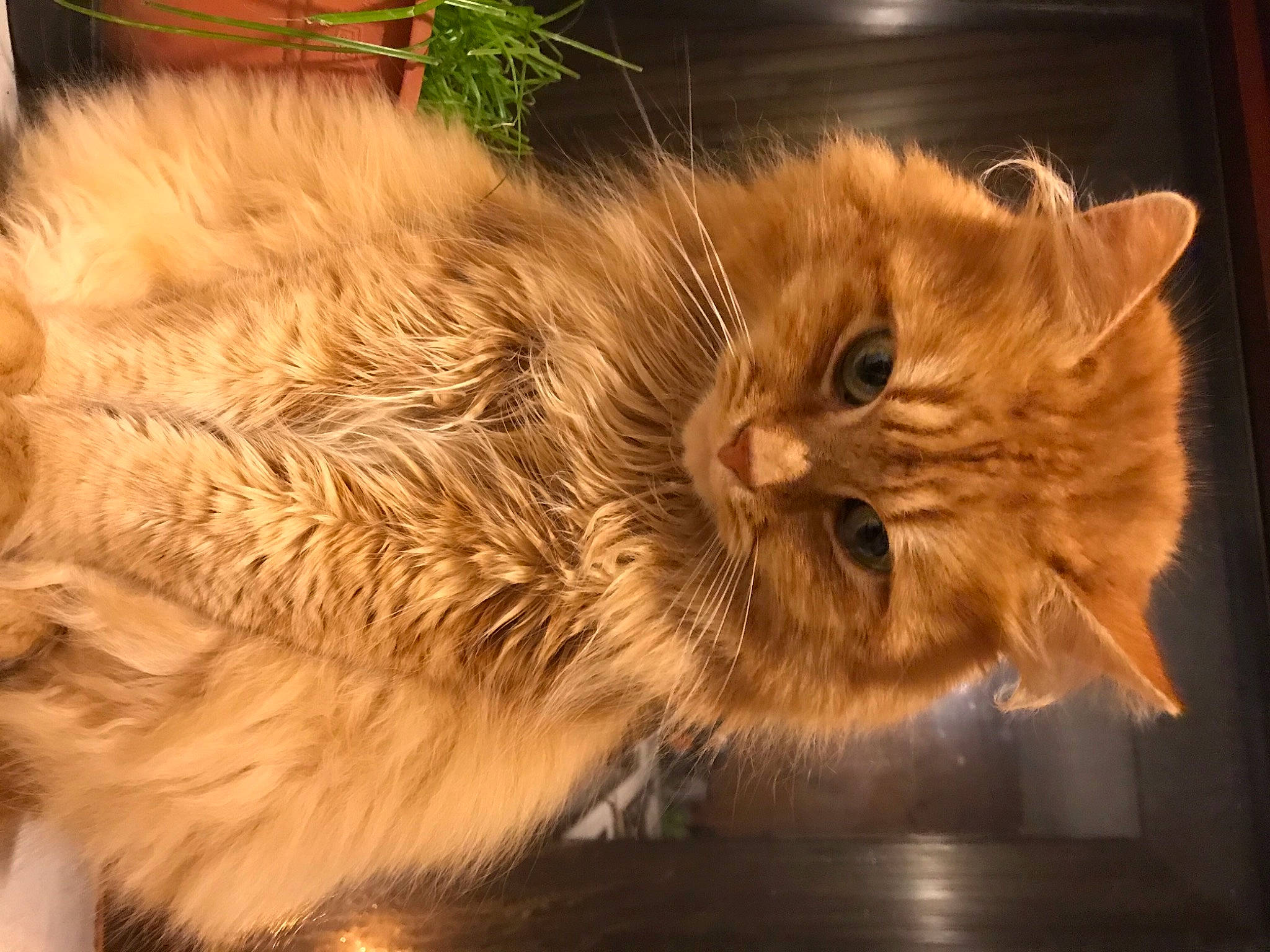 Mini participe au concours pour gagner de l'argent avec cette photo : british_longhair, carnivore, cat, claw, domestic_short_haired_cat, eye, fawn, felidae, fur, head, paw, photo_caption, plant, small_to_medium_sized_cats, snout, tail, terrestrial_animal, whiskers, wildlife, wood