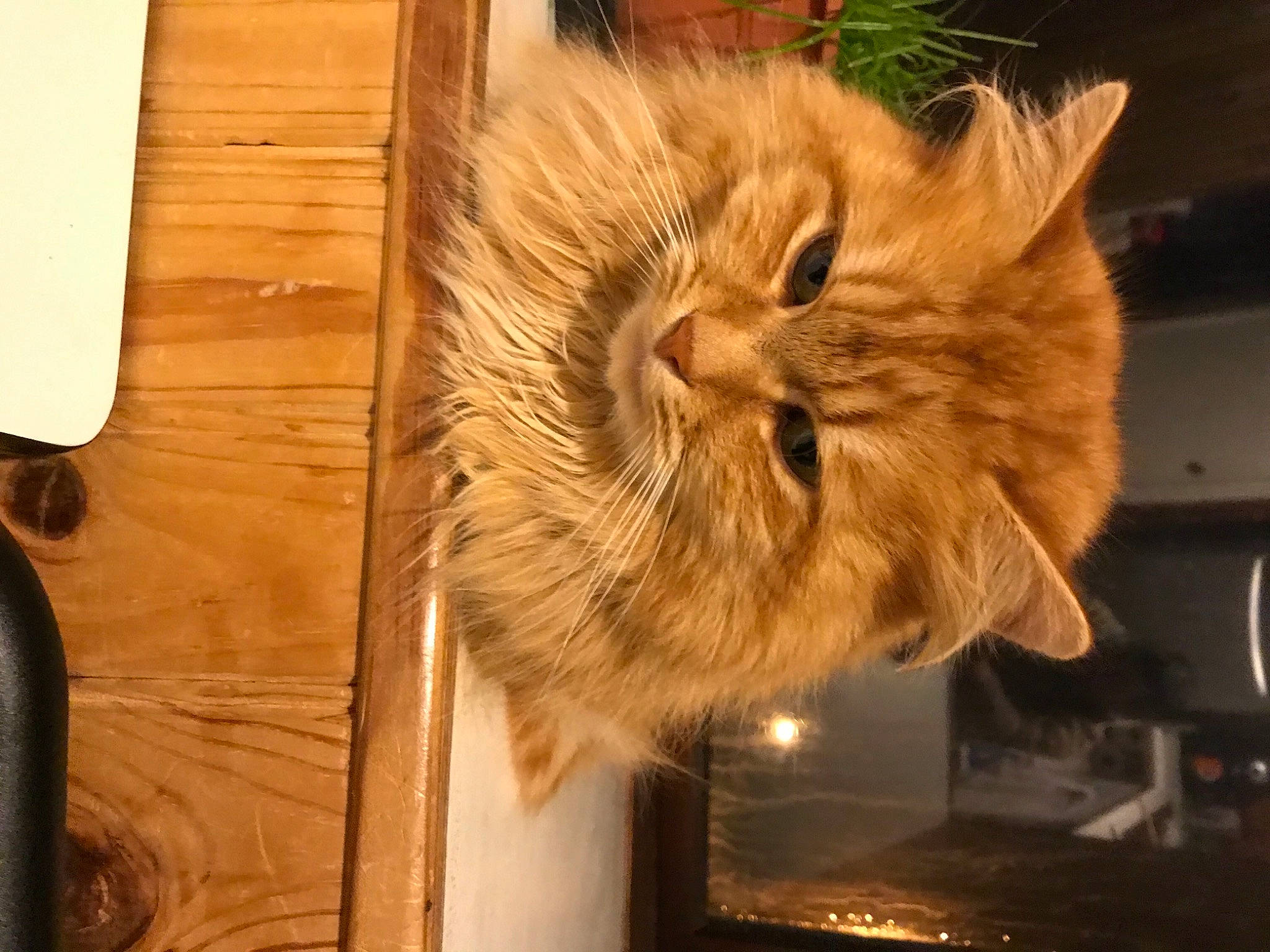 Mini participe au concours pour gagner de l'argent avec cette photo : box, british_longhair, carnivore, cat, domestic_short_haired_cat, fawn, felidae, flooring, fur, hardwood, persian, plank, plywood, small_to_medium_sized_cats, snout, tail, varnish, whiskers, wood, wood_stain