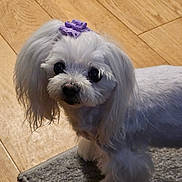 Dotty is registered to the contest to win money with this photo: dog, white_dog, bow, purple_bow, pet, indoor, wooden_floor, gray_rug, small_dog, fluffy, cute, fur, animal, companion, domestic_animal, looking, standing, curious, portrait, close_up