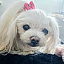 Dotty is registered to the contest to win money with this photo: dog, white_dog, pet, bow, long_hair, close_up, cute, animal, indoor, face, fur, portrait, resting, black_blanket, adorable, looking, small_dog, companion, domestic_animal, fluffy
