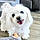 Dotty