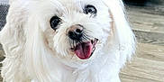 Dotty is registered to the contest to win money with this photo: dog, white, fluffy, small_dog, pet, happy, tongue_out, indoor, floor, rug, fur, cute, animal, companion, looking_up, smiling, home, domestic, friendly, adorable