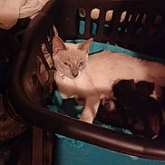 Elsa is registered to the contest to win money with this photo: animal, blue_towel, cat, clutter, comfort, container, cozy, cute, domestic, feline, fur, home, indoor, laundry_basket, pet, quiet, relaxed, resting, sleepy, warm_lighting