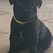 Atonio participe au concours pour gagner de l'argent avec cette photo : animal, black_dog, cute, dog, domestic, ears, floor, indoor, looking_at_camera, mammal, nose, paw, pet, portrait, puppy, sitting, small_dog, tile_floor, yellow_collar, young_dog