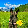 dog, muzzle, grass, flower, yellow_flower, field, mountains, blue_sky, clouds, sunny, outdoor, nature, canine, pet, animal, greenery, tongue, daytime, scenery, landscape
