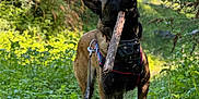 Arko a rejoint le concours — aidez-le/la à gagner de superbes lots ! dog, stick, leash, forest, greenery, path, outdoor, nature, animal, canine, walking, sunlight, trees, leaves, muzzle, harness, brown_fur, black_fur, pet, adventure