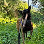 dog, stick, leash, forest, greenery, path, outdoor, nature, animal, canine, walking, sunlight, trees, leaves, muzzle, harness, brown_fur, black_fur, pet, adventure