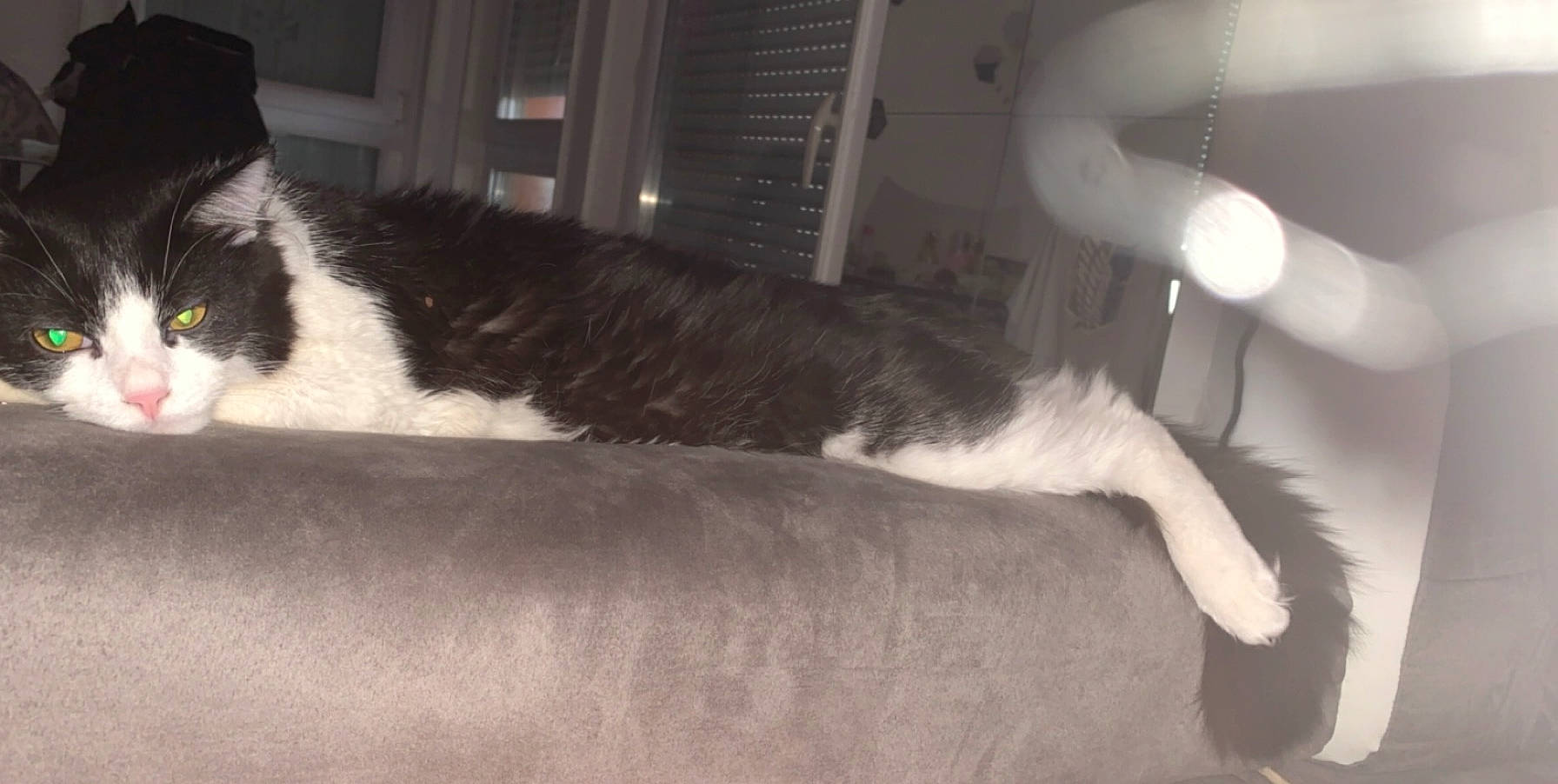 Bounty a rejoint le concours — aidez-le/la à gagner de superbes lots ! canidae, carnivore, cat, comfort, companion_dog, couch, dog_breed, domestic_short_haired_cat, felidae, fur, grey, monochrome, monochrome_photography, paw, room, small_to_medium_sized_cats, snout, sporting_group, tail, whiskers