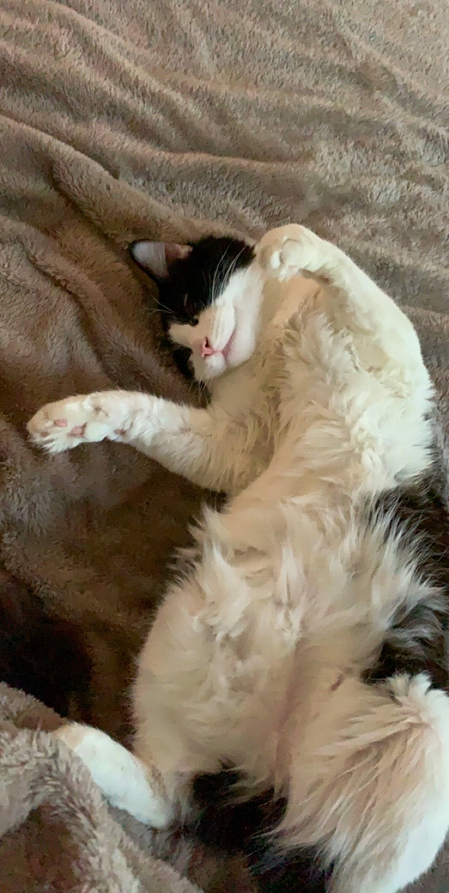 Bounty participe au concours pour gagner de l'argent avec cette photo : carnivore, cat, claw, comfort, domestic_short_haired_cat, eye, fang, felidae, fur, grass, paw, small_to_medium_sized_cats, snout, tail, terrestrial_animal, whiskers