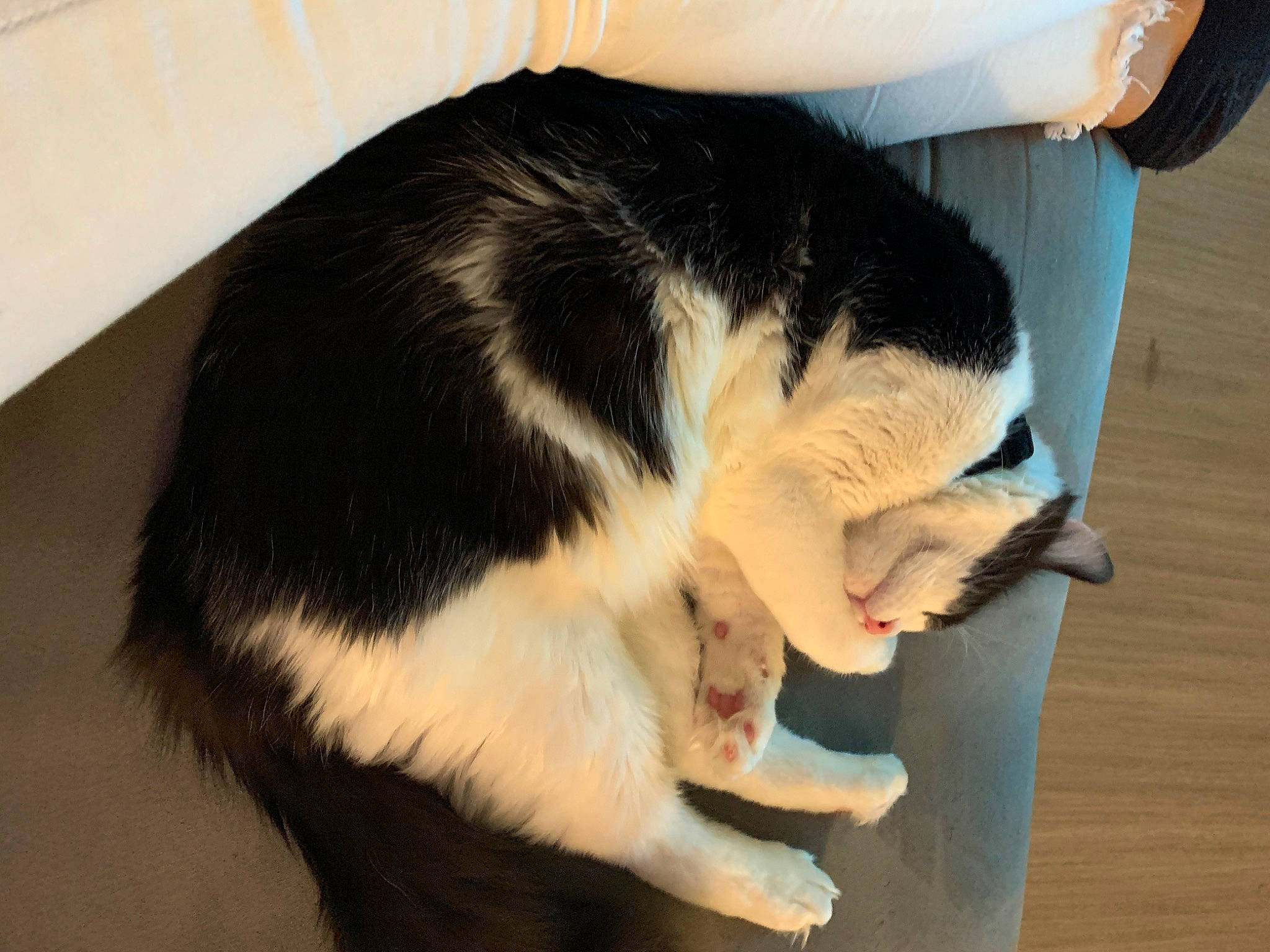 Bounty a rejoint le concours — aidez-le/la à gagner de superbes lots ! carnivore, cat, cat_supply, claw, comfort, dog_breed, domestic_short_haired_cat, felidae, flooring, fur, hardwood, human_leg, lap, nap, paw, small_to_medium_sized_cats, snout, tail, whiskers, wood