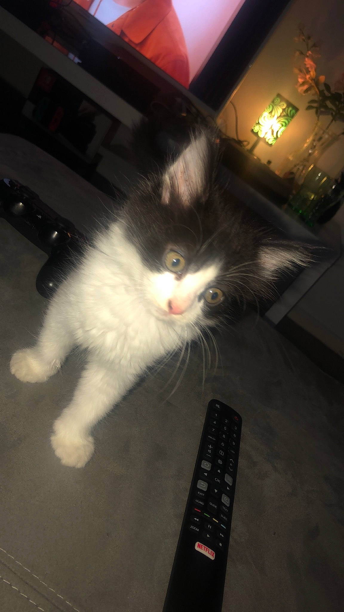 Bounty participe au concours pour gagner de l'argent avec cette photo : box, carnivore, cat, darkness, domestic_short_haired_cat, eye, felidae, floor, flooring, foot, fur, hardwood, night, paw, remote_control, sitting, small_to_medium_sized_cats, snout, tail, whiskers