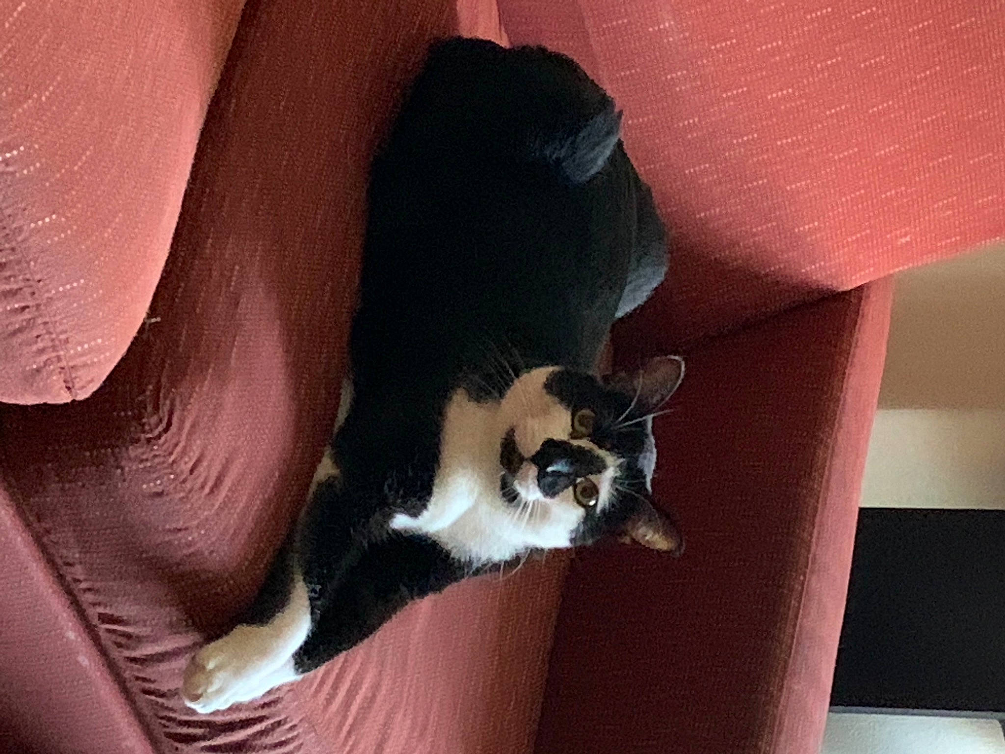 Saturn joined the competition — help win amazing prizes! canidae, carnivore, cat, comfort, companion_dog, dog_breed, domestic_short_haired_cat, felidae, hardwood, human_body, human_leg, leg, paw, small_to_medium_sized_cats, snout, tail, thigh, tints_and_shades, whiskers, wood