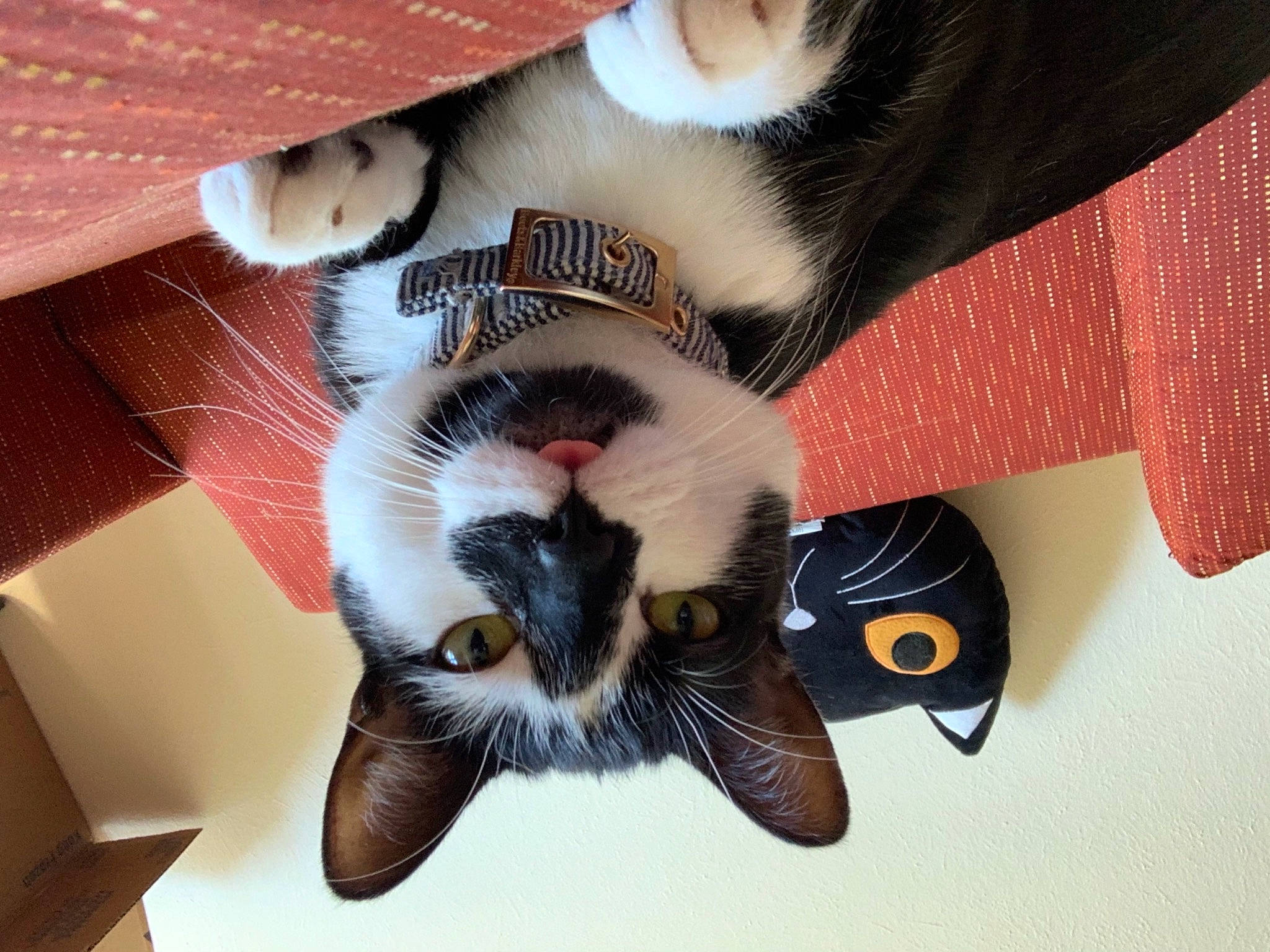 Saturn joined the competition — help win amazing prizes! carnivore, cat, comfort, dog_breed, eye, fawn, felidae, foot, head, iris, leg, mammal, nose, paw, plant, small_to_medium_sized_cats, snout, tail, vertebrate, whiskers