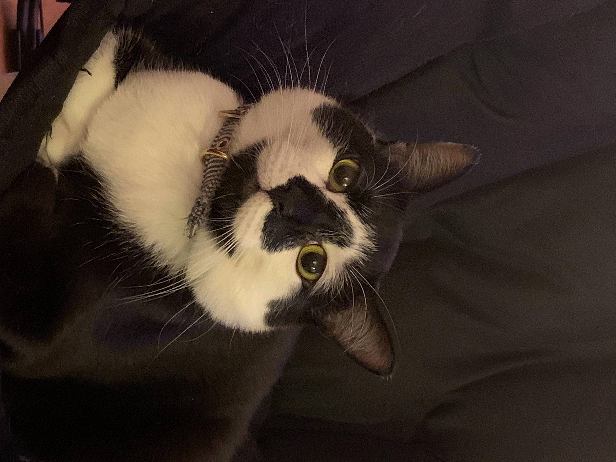 Saturn joined the competition — help win amazing prizes! carnivore, cat, claw, comfort, domestic_short_haired_cat, ear, felidae, foot, fur, head, monochrome_photography, nap, paw, small_to_medium_sized_cats, snout, tail, terrestrial_animal, tints_and_shades, whiskers, window