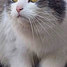 animal, cat, close_up, curious, cute, domestic_animal, feline, fluffy, fur, gray, mammal, nature, outdoor, paws, pet, portrait, soft, whiskers, white, yellow_eyes