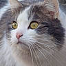 animal, cat, close_up, curious, cute, domestic_cat, feline, fluffy, focused, gray_fur, natural_light, outdoor, pet, pink_nose, portrait, serene, soft, whiskers, white_fur, yellow_eyes