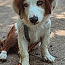 Azur a rejoint le concours — aidez-le/la à gagner de superbes lots ! dog, puppy, brown_and_white, fur, leash, harness, outdoor, dirt, paw, animal, pet, cute, sitting, curious, young, canine, nature, daylight, ears, eyes