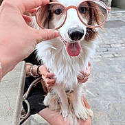 Azur a rejoint le concours — aidez-le/la à gagner de superbes lots ! dog, person, hand, glasses, tongue, smile, outdoor, stone_pavement, brown_and_white_fur, sitting, happy, pet, face, furry, cute, portrait, holding, human, accessory, closeup