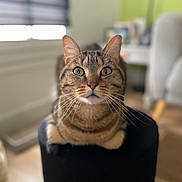 Gus a rejoint le concours — aidez-le/la à gagner de superbes lots ! animal, black_object, blurred_background, cat, closeup, curious, domestic, ears, eyes, feline, floor, fur, green_wall, home, indoor, pet, resting, tabby, whiskers, window