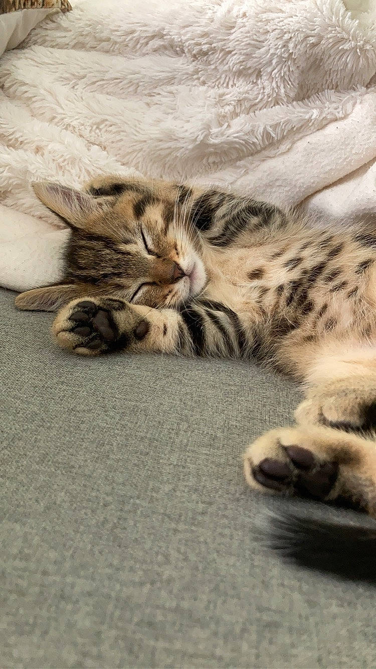 Gus participe au concours pour gagner de l'argent avec cette photo : carnivore, cat, claw, comfort, domestic_short_haired_cat, fawn, felidae, fur, nap, paw, sand, sleep, small_to_medium_sized_cats, snout, tail, terrestrial_animal, whiskers, wildlife, wood