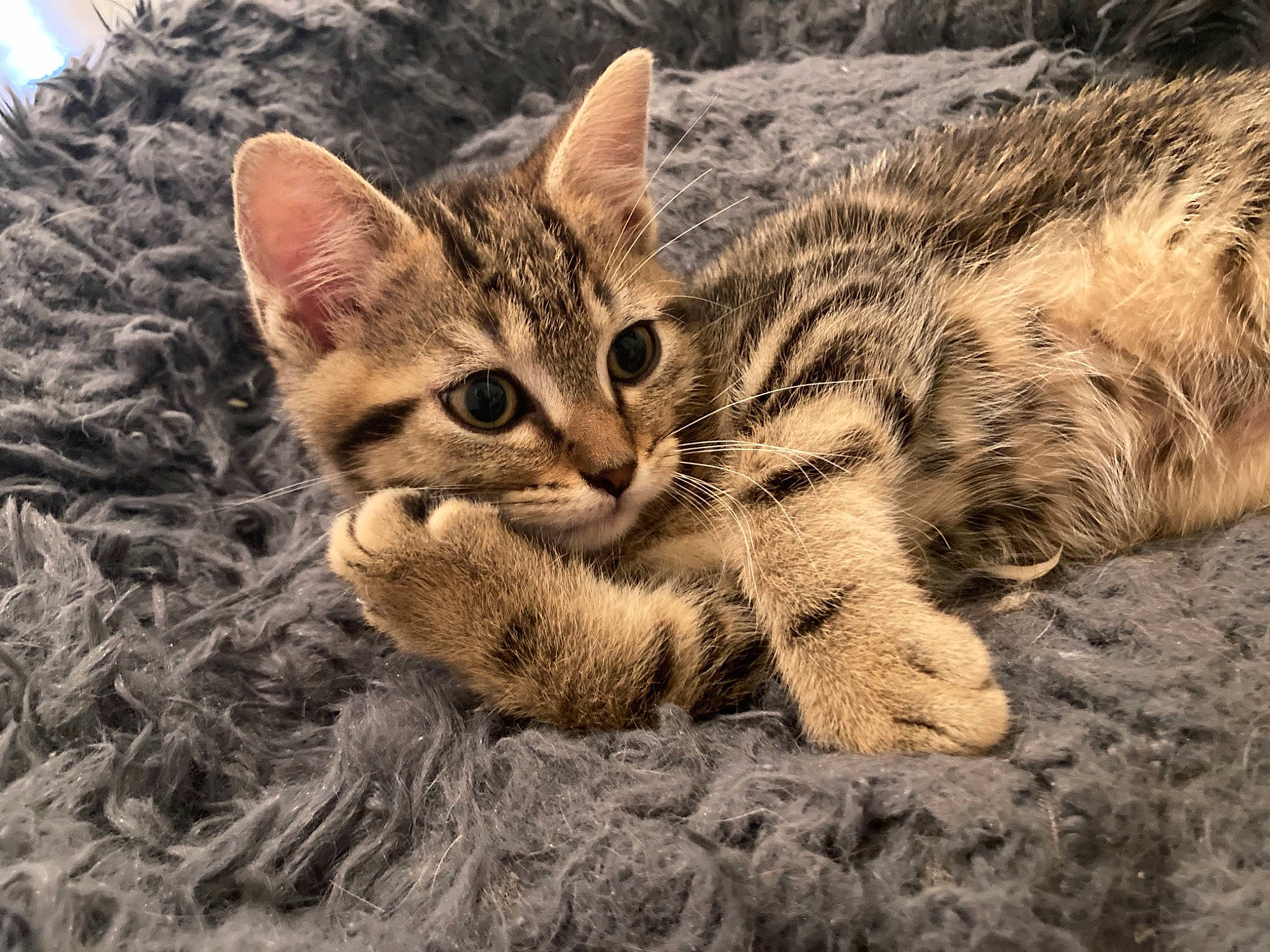 Gus