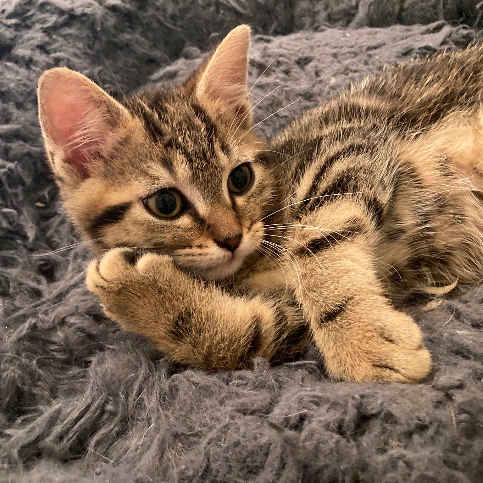 Gus