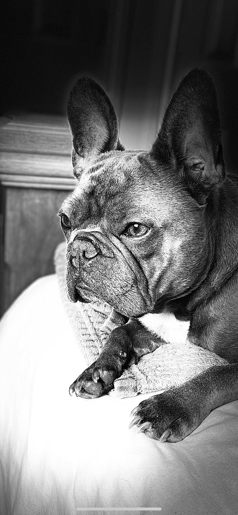Colin joined the competition — help win amazing prizes! bulldog, canidae, carnivore, close_up, comfort, companion_dog, dog, dog_breed, ear, fawn, french_bulldog, monochrome, monochrome_photography, snout, stock_photography, terrestrial_animal, toy_dog, whiskers, working_animal, wrinkle