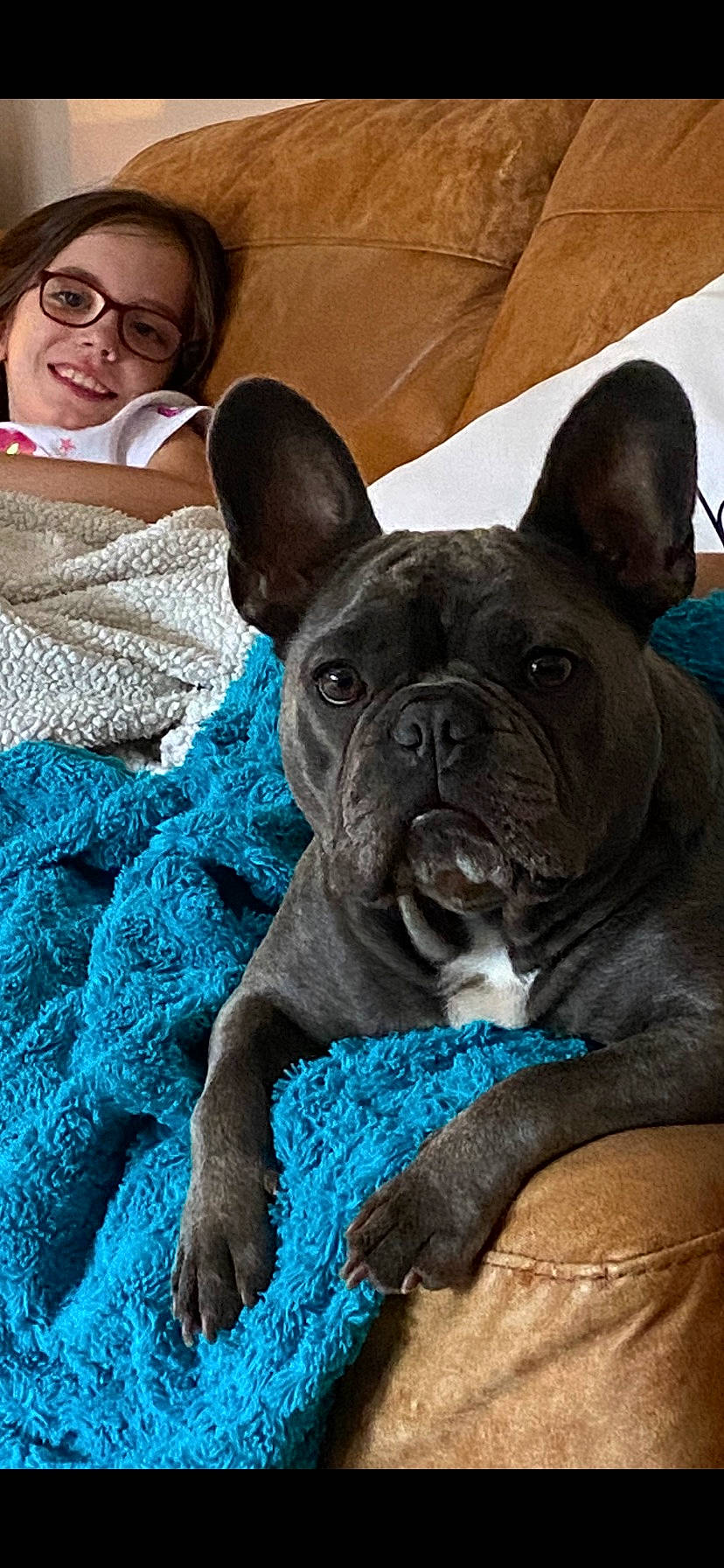 Colin joined the competition — help win amazing prizes! bulldog, carnivore, comfort, companion_dog, dog, dog_breed, ear, electric_blue, eyewear, fawn, french_bulldog, glasses, smile, snout, terrestrial_animal, toy_dog, vision_care, whiskers, working_animal, wrinkle