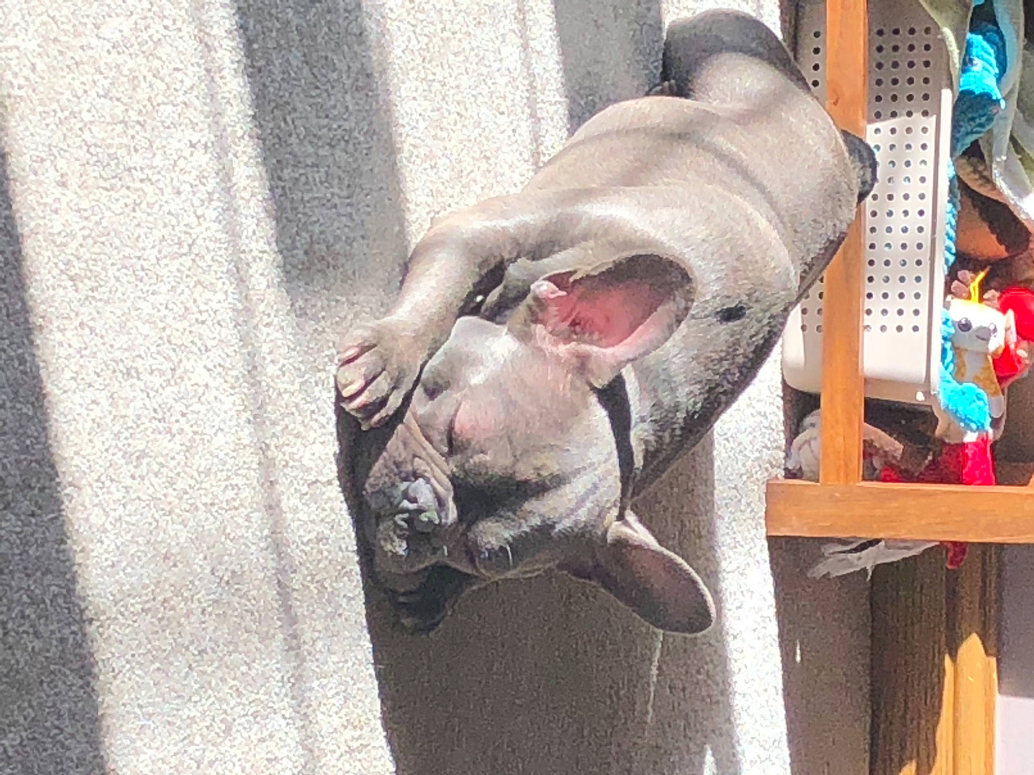 Colin joined the competition — help win amazing prizes! canidae, carnivore, comfort, companion_dog, dog, dog_breed, fawn, felidae, flesh, fur, non_sporting_group, pet_supply, small_to_medium_sized_cats, snout, sporting_group, tail, terrestrial_animal, whiskers, working_animal, wrinkle