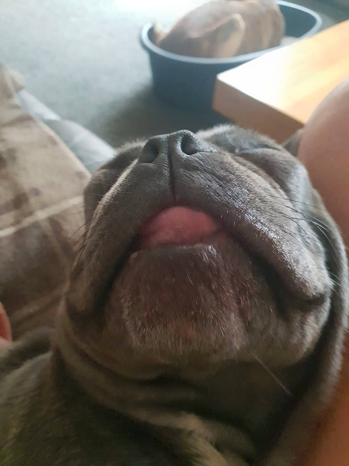 Colin is registered to the contest to win money with this photo: carnivore, close_up, comfort, companion_dog, dog, dog_breed, ear, fawn, felidae, fur, grey, liver, mixing_bowl, small_to_medium_sized_cats, snout, sporting_group, terrestrial_animal, whiskers, working_animal, wrinkle